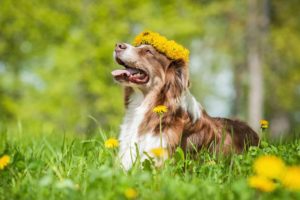 dog lying in grass, wearing a crown of flowers