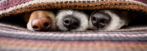 dog noses peeking out from underneath a blanket